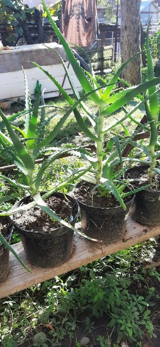 plante Aloe Vera de 4/5 ani de vanzare