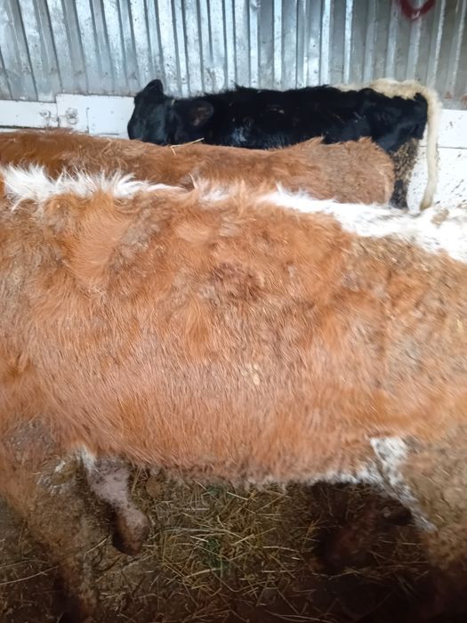 Vitele baltate și angus intarcate