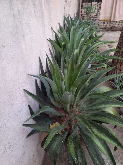 Agava guli narhi 30 000som gul sifati alo darajada