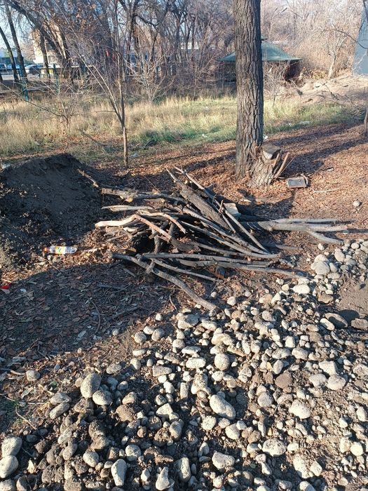 Дрова даром карагач