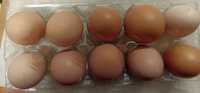 Домашни яйца от Елинпелинският край.