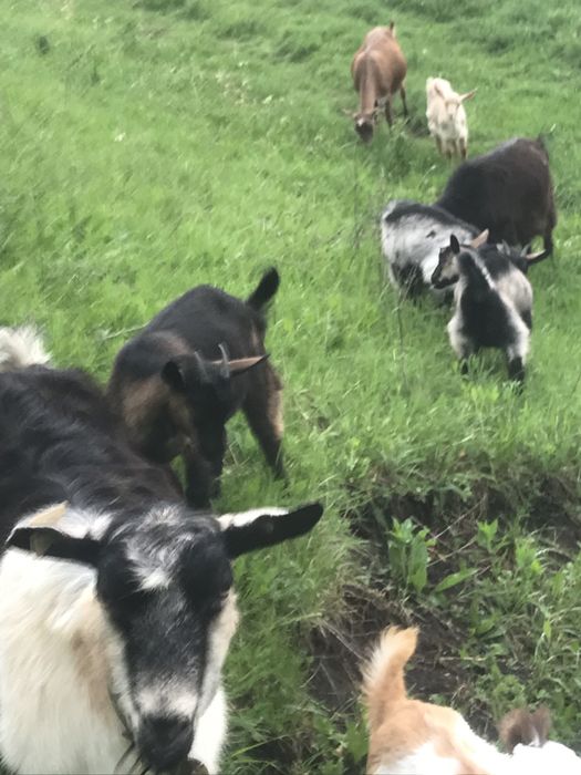 Vand 3 capre cu 3 iedute si in tapisor