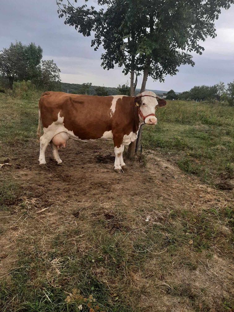 Vând vacă Bălțata românească