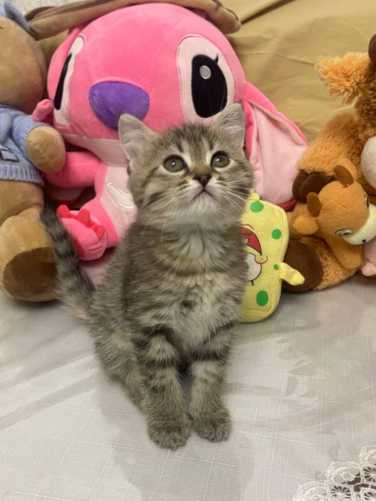 Отец шиншилла мать скоттиш фолд 2 месяц