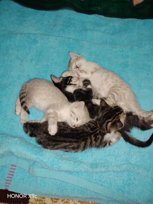 Продаётся Котята