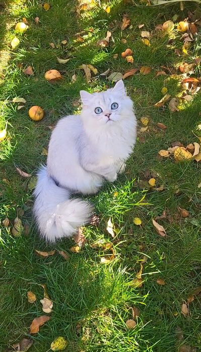 British longhair baiat iubitor cu pedigree