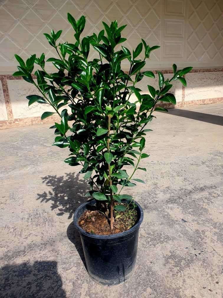 Kustarnik - Enomius Japonica