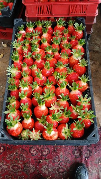 Разсад ягоди холадски и италянски