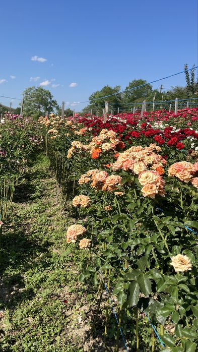 Trandafiri tip pomisor