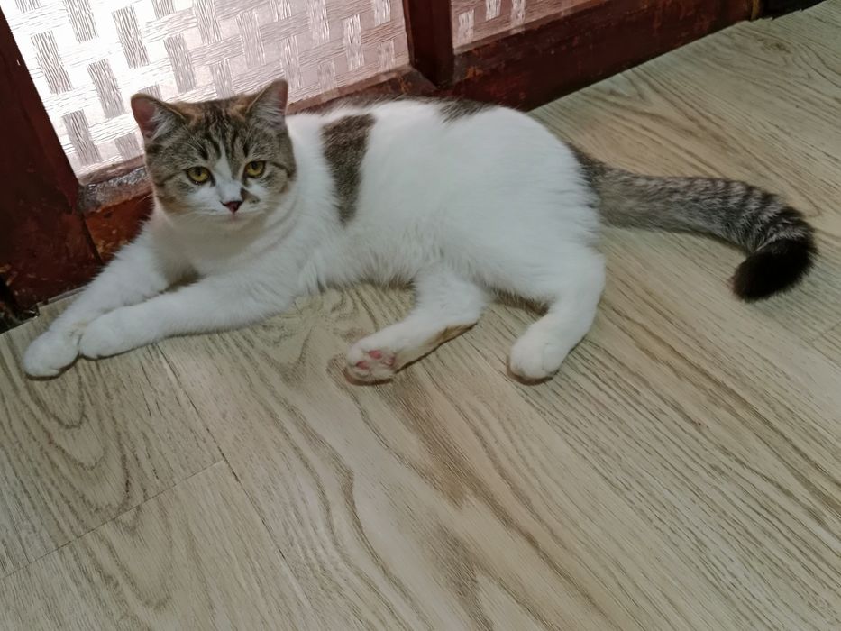 Разные котята Скоттиш фолд и Страйт