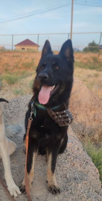 Овчар мальчик  в ответстенные руки!
