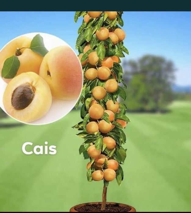 Pomi columnari , trimitem in toata tara