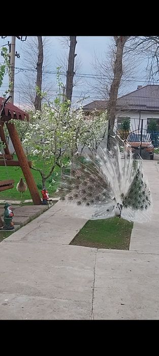 Pereche,arlechin, sau Mascul și 2 femele