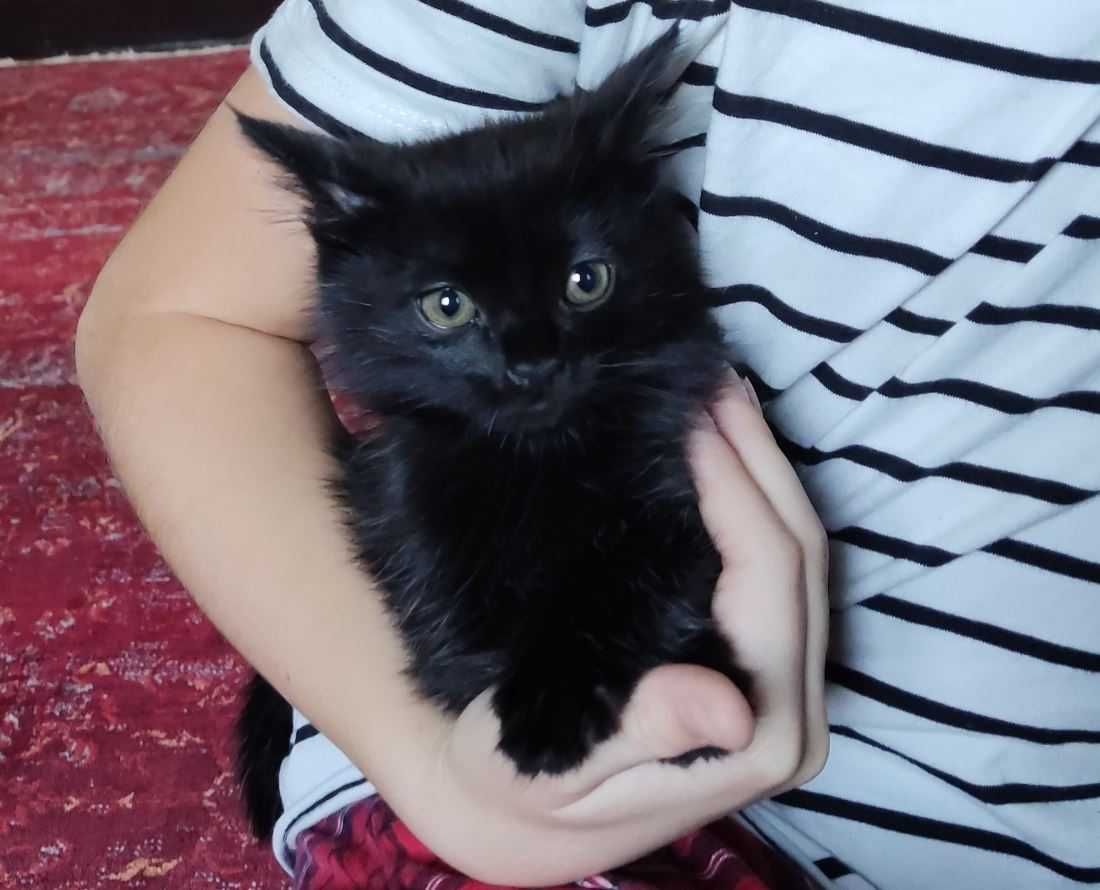 Домашние котята, 2.5 мес.
