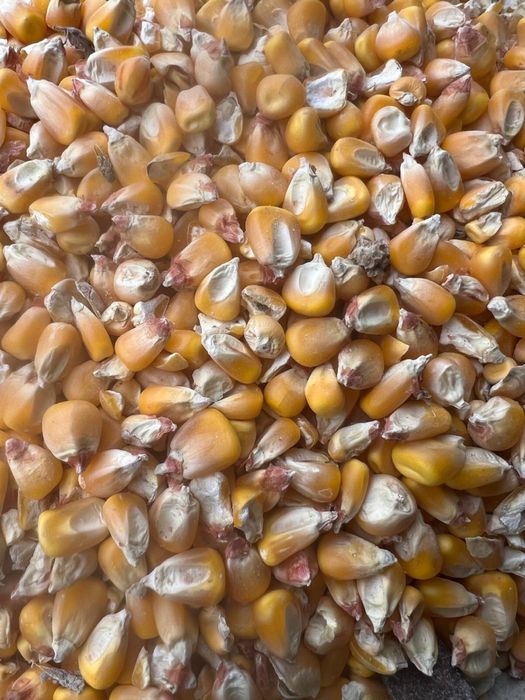 Porumb soi Kws Kashmir