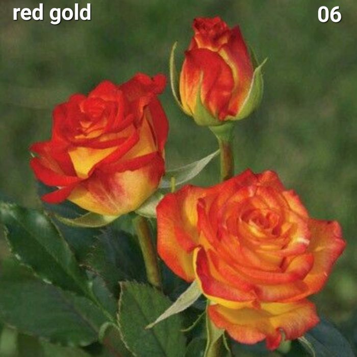 Butasi trandafiri altoiti