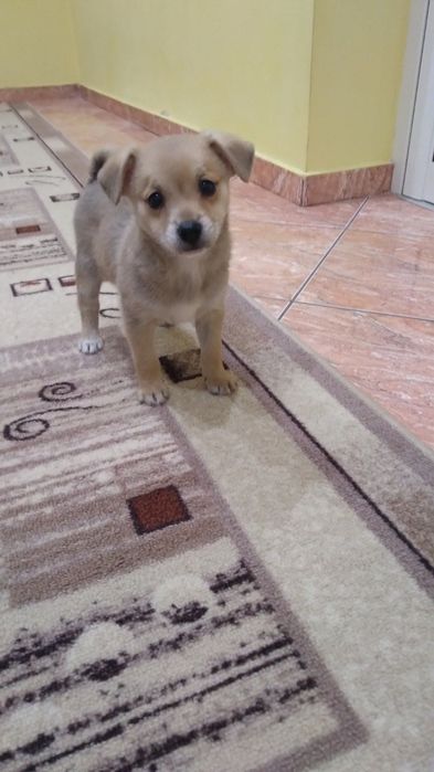 Померани - 5 на брой