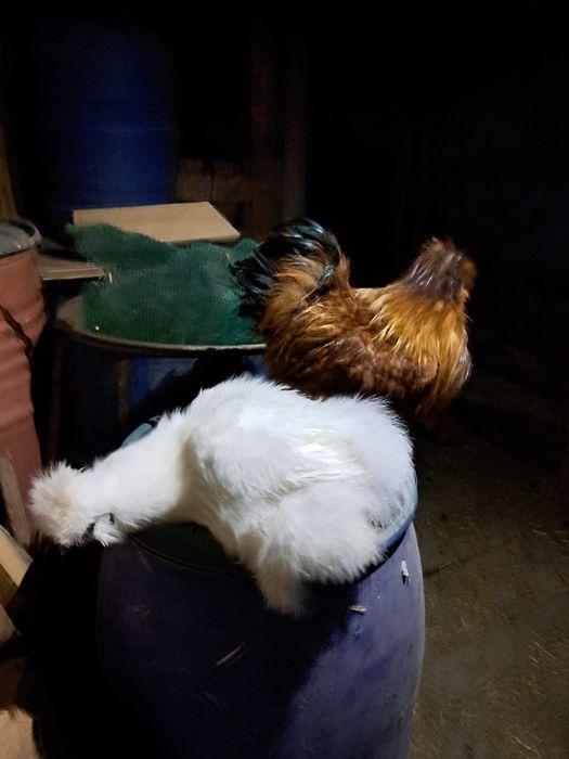 Vând găini de rasa