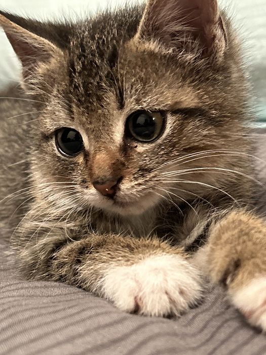 Отдам в дар, в добрые руки