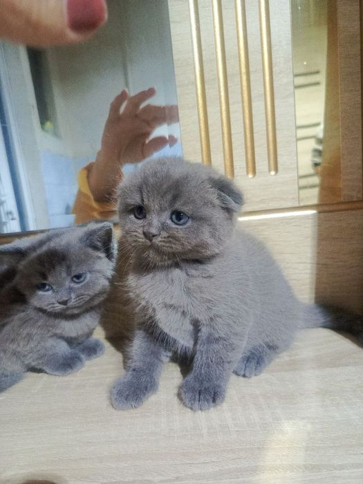 Шотландский фолд девичка и мальчик