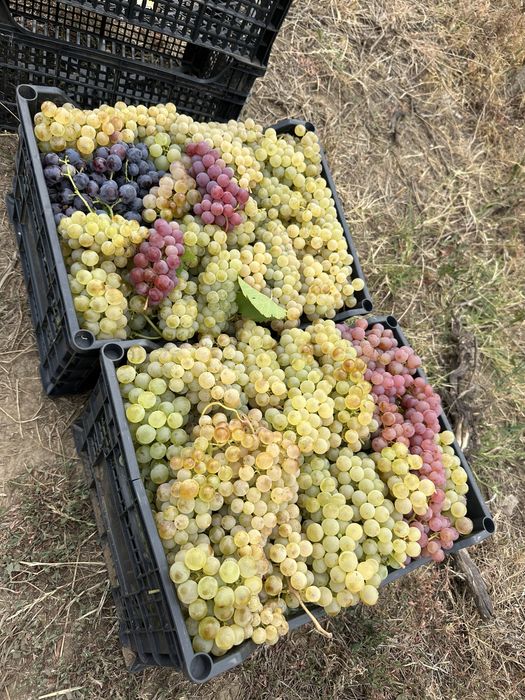 Vand struguri pentru vin