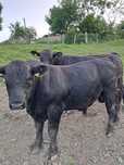 Tauri angus cu origine.