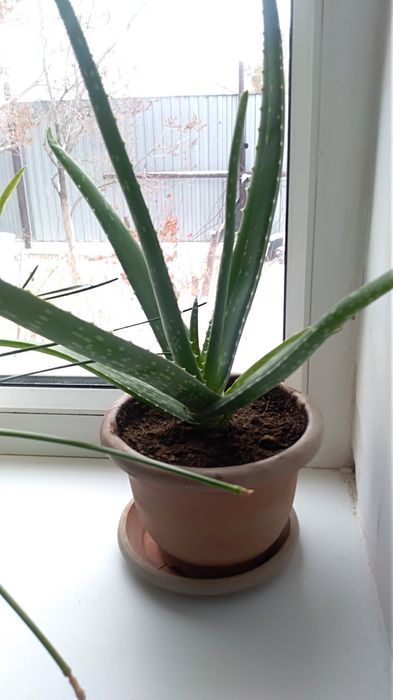 Комнатные цветы Алоэ