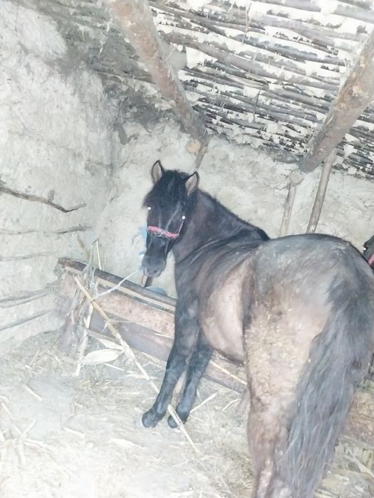 Mânză de vanzare
