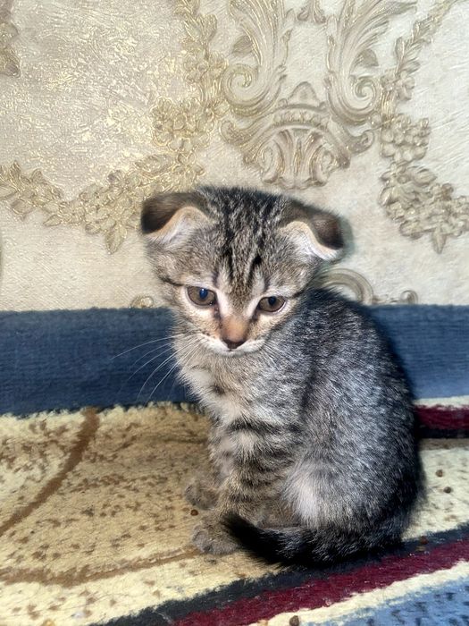 Шотландские котики и одна мать