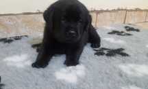 Labrador Retriever cu pedigree