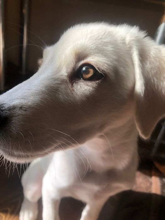 Лабрадор смешка с немецкой овчаркой