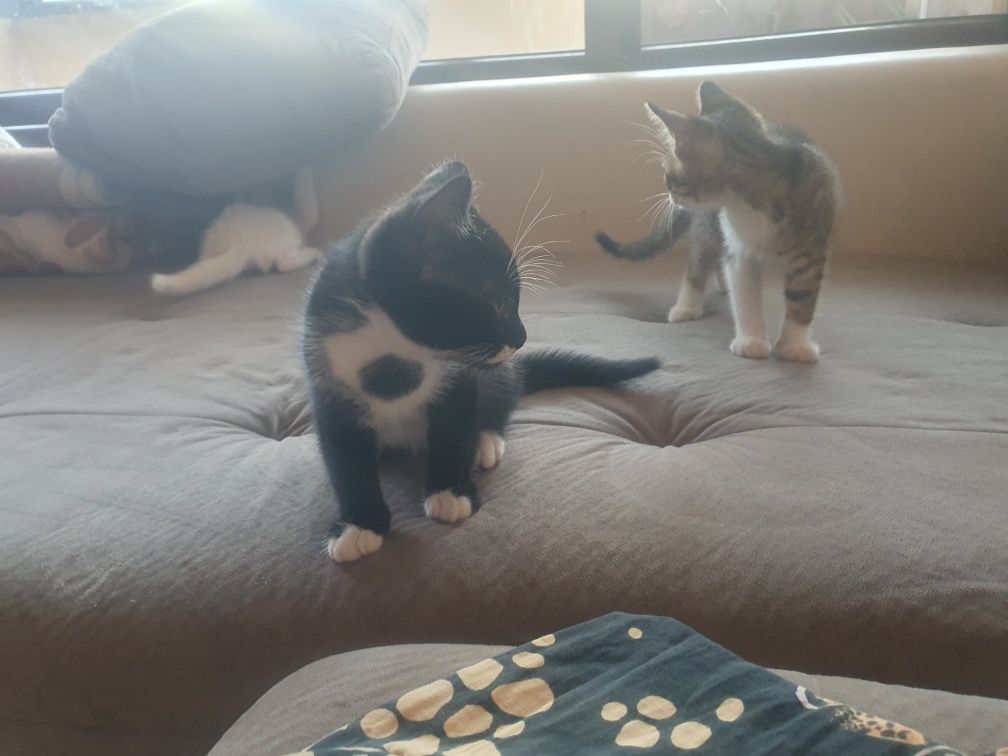 Подарявам котета