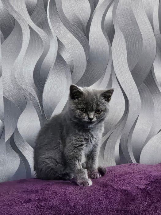 British shorthair blue rasa pura