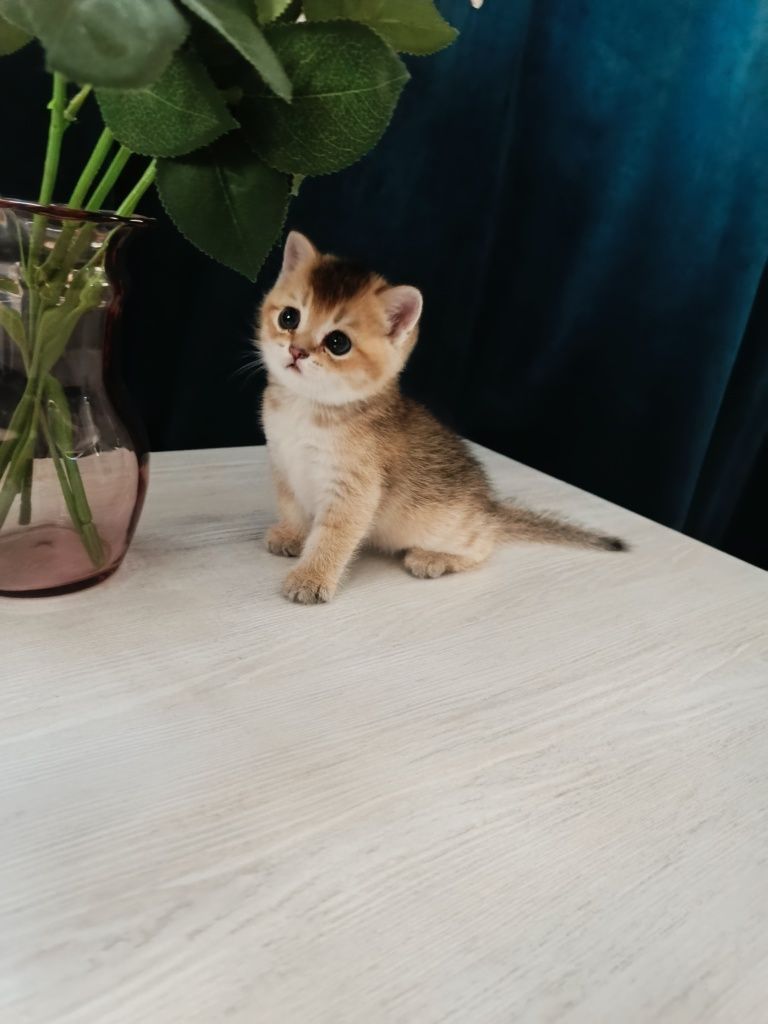Котенок породы британец