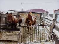 Срочно продается