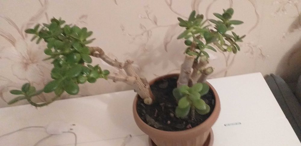 Продам недорого цветок Денежное дерево- Толстянка, цена 1500т