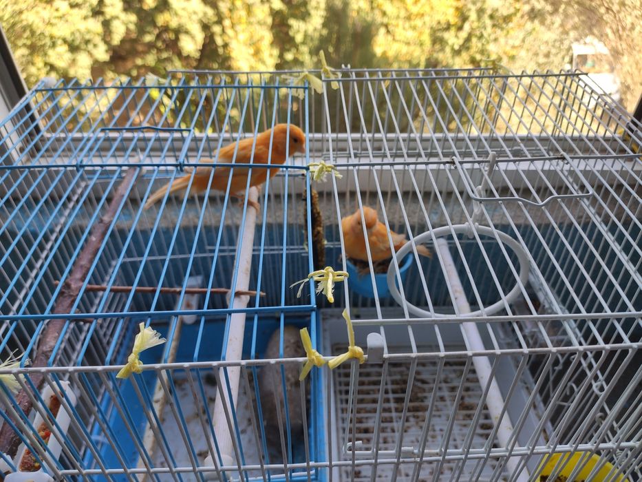 Moda kanareka sotiladi