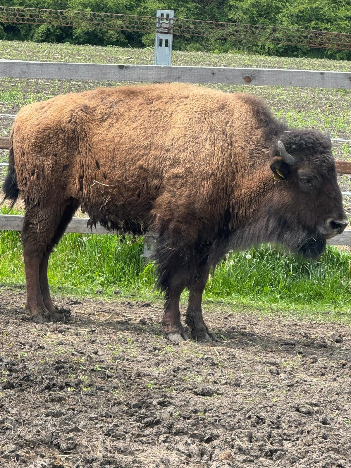 Vand pereche bizoni americani