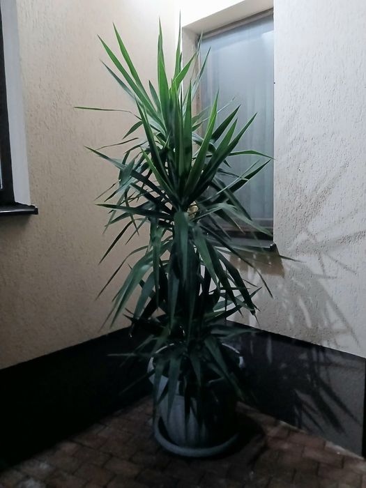 Yucca elephantipes