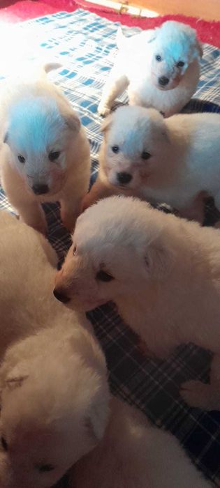 Бяла Немска Овчарка