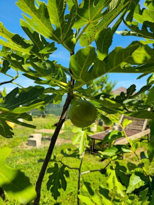 smochini de vânzare