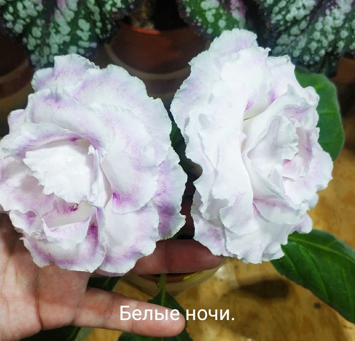 Укоренённые листочки глоксиний