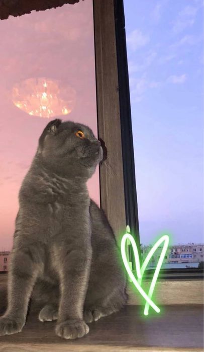 Vyazkaga qiz mushuk kerak!