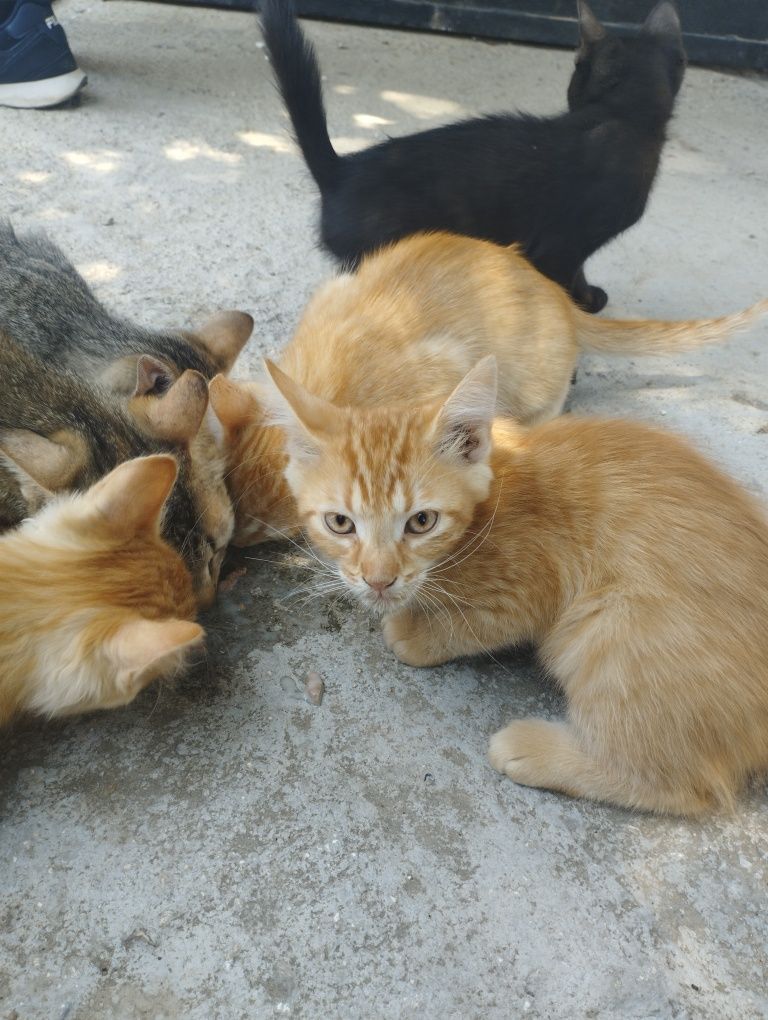 Подаряваме котета
