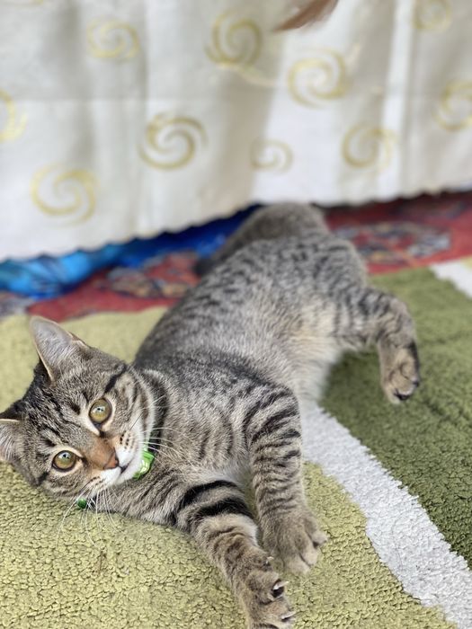 Отдам котенка в добрые руки! Hadiya