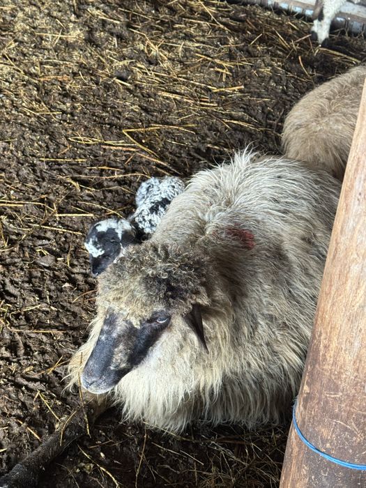 Vand 80 de oi ai 40 de carlani