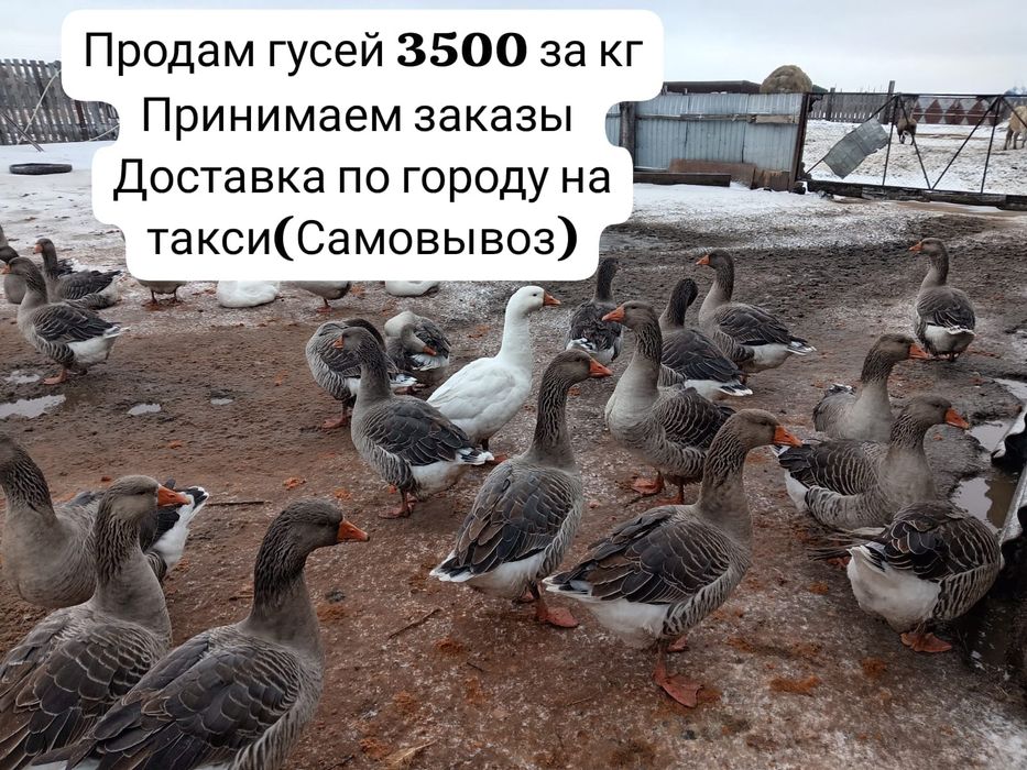 Продам туши гусей 3500 теңге за кг