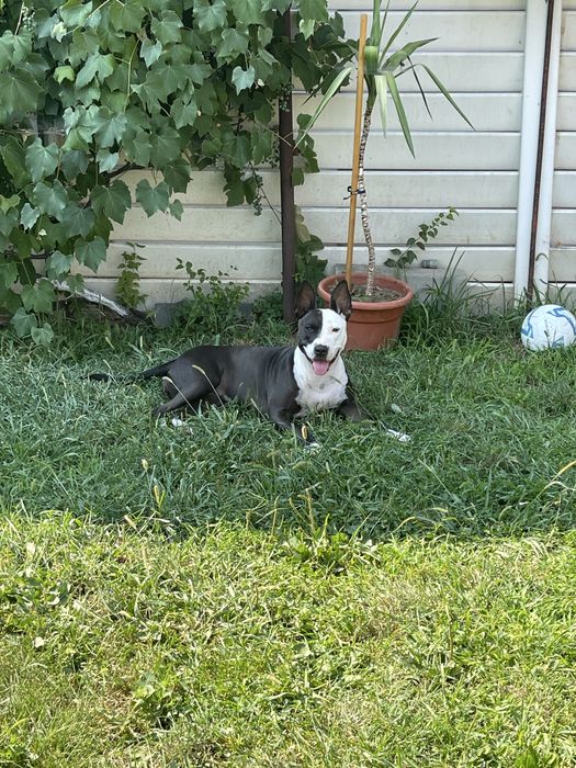 Femela amstaff 3 ani