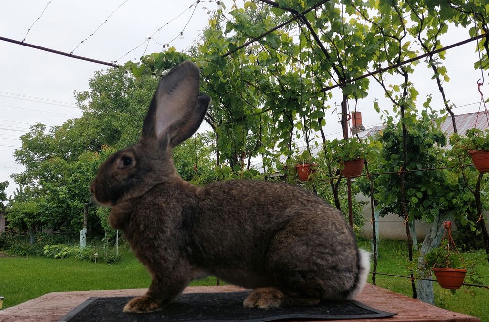Iepuri uriași germani gri și albi