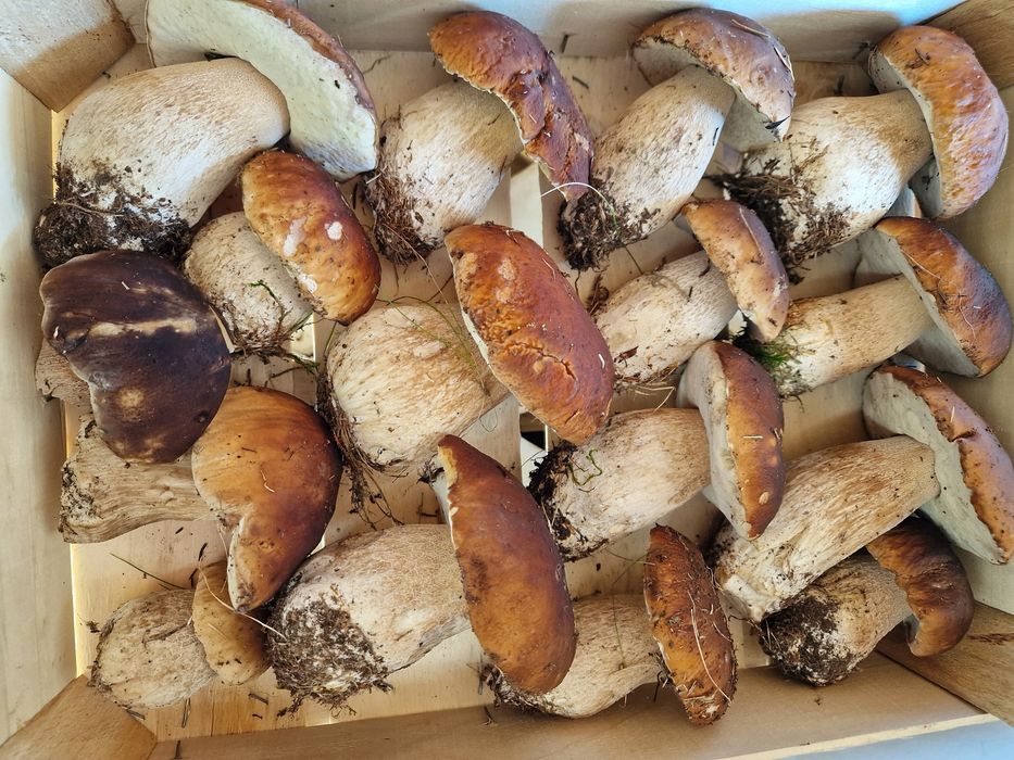 Hribi calitate extra ( funghi porcini, ciuperci de padure )